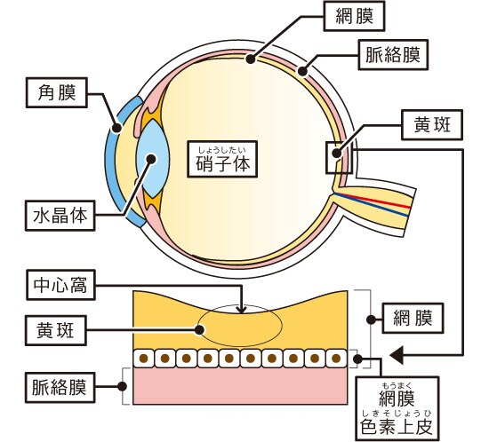 正常な黄斑 正常な黄斑