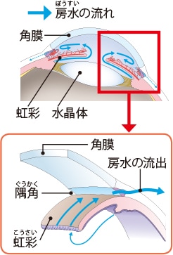 房水の流れ