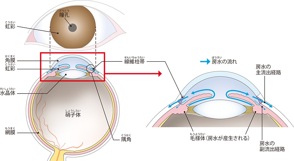 眼の基本構造