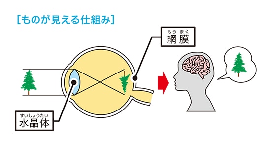 ものが見える仕組み　人の仕組み